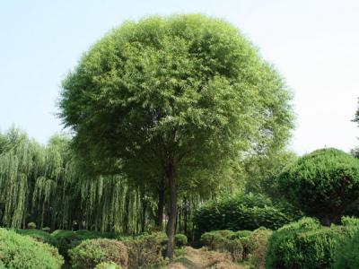 饅頭柳和旱柳二者有什么不同?