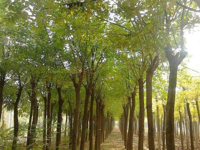 鹽堿地可以栽培速生柳嗎?