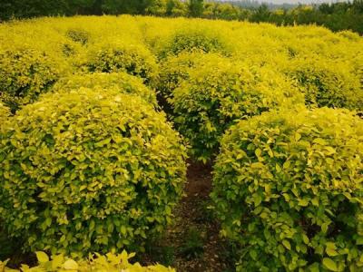 金葉榆球適合什么樣的土質(zhì)?