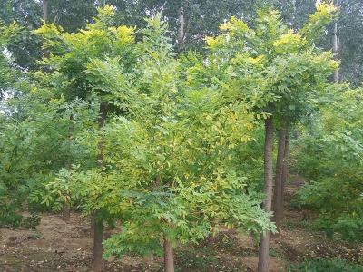 金葉國槐生長速度快嗎?