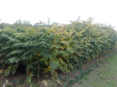 欒樹和黃山欒樹二者有什么區別?