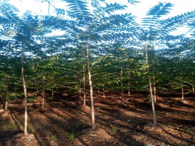 香椿和紅香椿二者有什么區別？