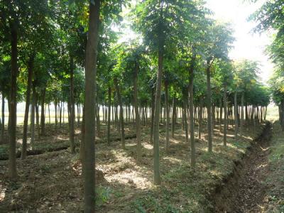 黃山欒樹的產地是哪里?