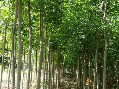 白蠟樹一年可以長多粗？