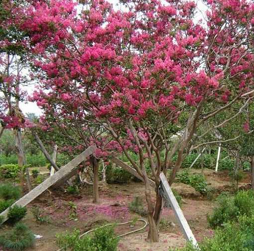 美植袋西府海棠 美植袋西府海棠