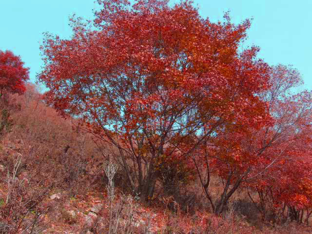 叢生五角楓 叢生五角楓