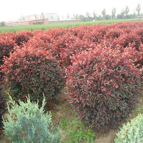 紫葉風箱果 紫葉風箱果