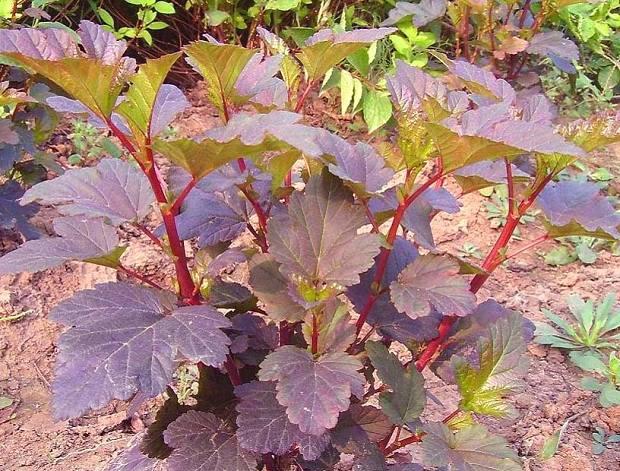 紫葉風箱果 紫葉風箱果