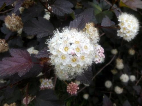 紫葉風箱果 紫葉風箱果