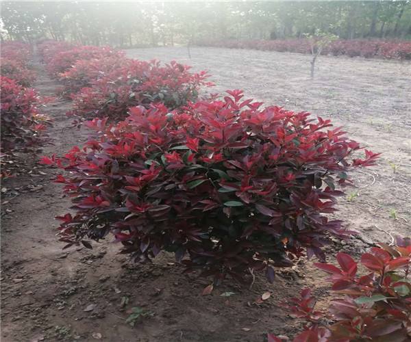 冬紅衛矛 冬紅衛矛