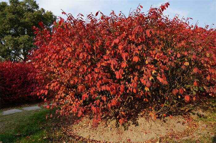 冬紅衛矛 冬紅衛矛