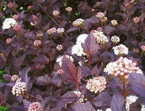 紫葉風箱果 紫葉風箱果