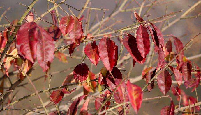 冬紅衛矛 冬紅衛矛