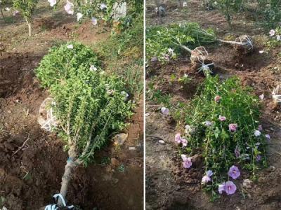 木槿花該如何種植及養(yǎng)護(hù)?