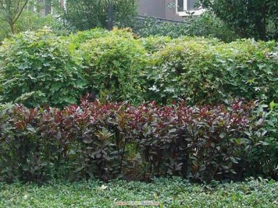 紫葉矮櫻和櫻花有什么明顯區別?