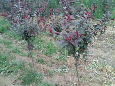 紫葉矮櫻什么時候可以移栽?