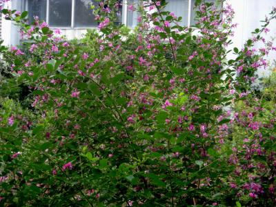 胡枝子的別名和花語分別是什么?