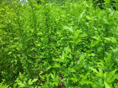 木槿樹的風(fēng)水寓意是什么?