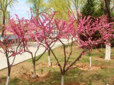 山桃和毛桃哪個做砧木比較好？