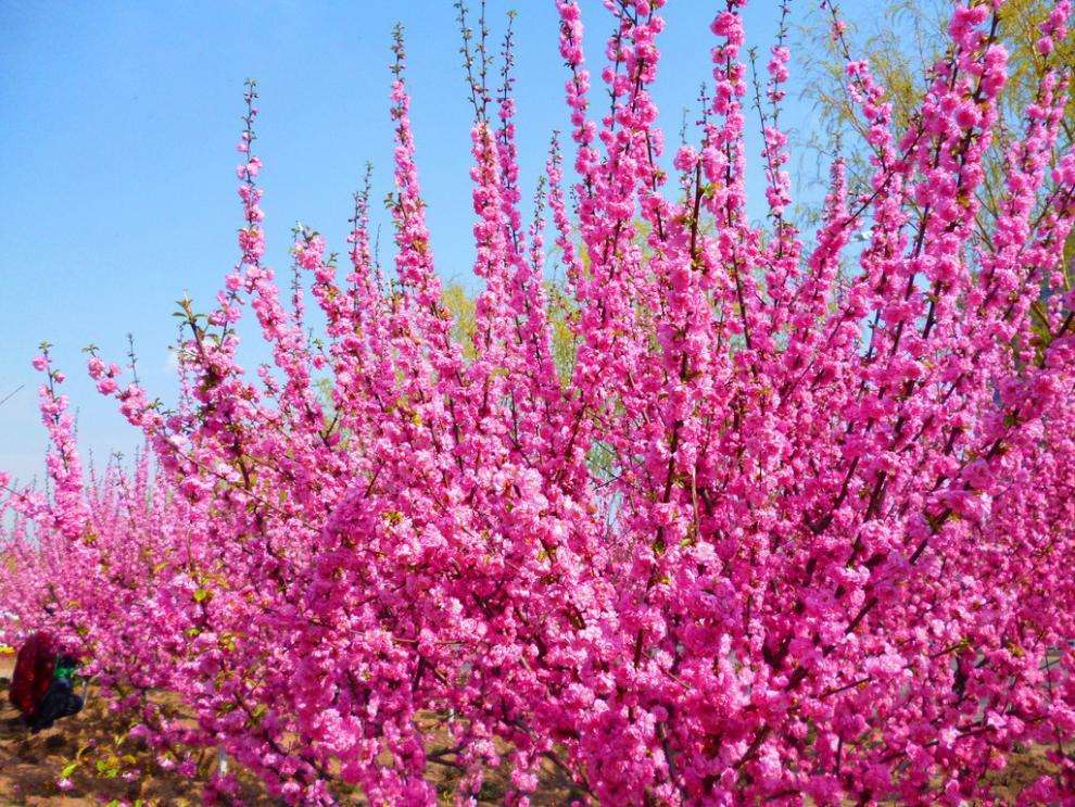 叢生榆葉梅 叢生榆葉梅