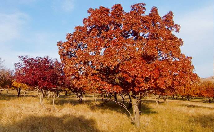 叢生<a href=http://www.gyzxyj.com/lvhuamiaomu/71.html target=_blank class=infotextkey>五角楓</a> 叢生五角楓