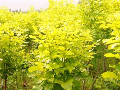 金葉白蠟和白蠟有什么相同點(diǎn)和不同點(diǎn)？