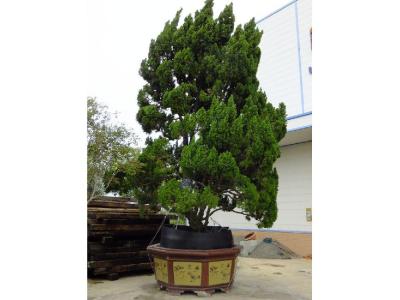 家有龍柏盆景對家風水好嗎?