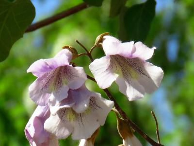 泡桐可以種植于自家的院子里嗎？