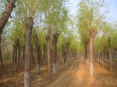 金絲柳和金絲垂柳有什么不同?