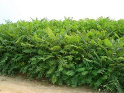 臭椿的壽命有多長?