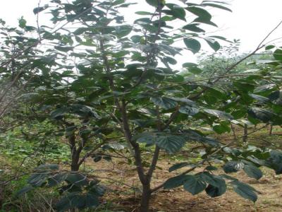 柿子樹嫁接品種應(yīng)該如何選擇,又應(yīng)該注意些什么?