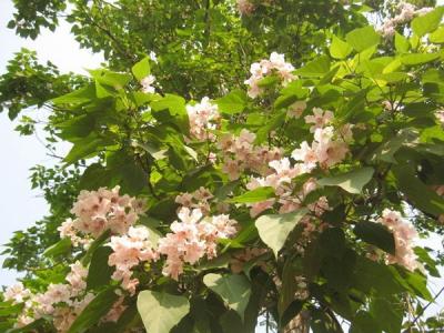 泡桐怎么樣才可以種好？