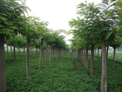 合歡樹小苗應該在哪里購買?