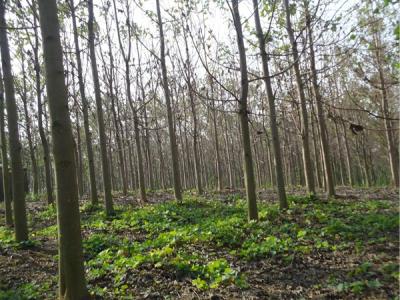 泡桐價值體現在哪些方面？