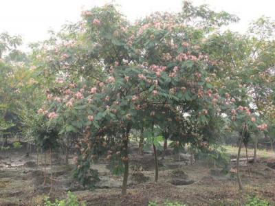 為什么稱合歡樹為鬼拍手?