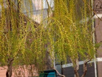 金絲垂柳的產(chǎn)地在哪里?