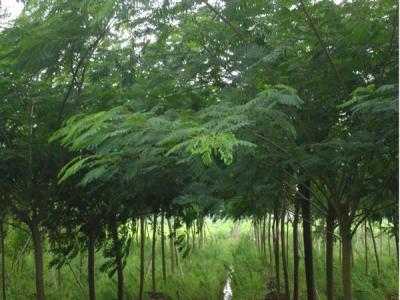 合歡樹有什么寓意和代表價值?