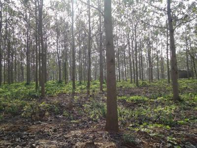 泡桐木到底有沒有毒性？