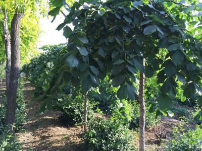 裂葉榆和大葉榆區別