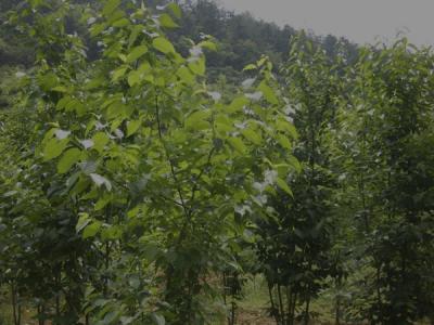 杜仲樹皮怎么采收，什么時(shí)候采收？