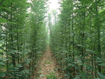 香花槐和刺槐有什么區別?