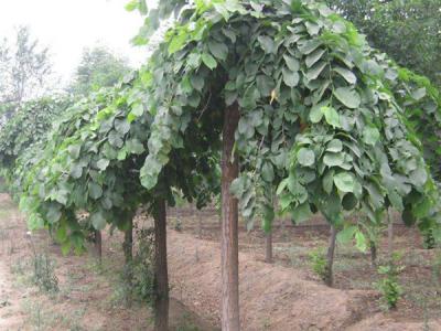 大葉垂榆是龍爪槐嗎?