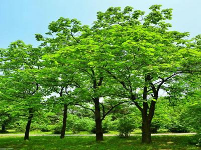 梓樹小苗去哪兒購買?