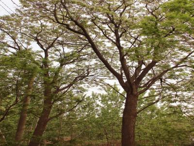 楸樹有什么園林價值,有什么作用