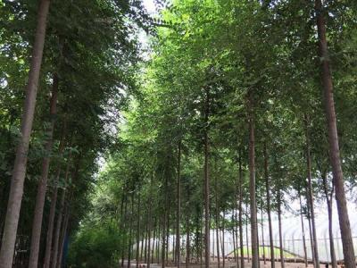 榆樹常見的品種包括哪些？