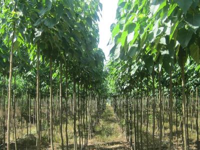 楸樹都有什么用,功效是什么