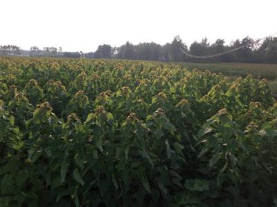 楸樹有什么特征,有什么用途