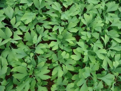 銀杏樹小苗去哪買,怎么買