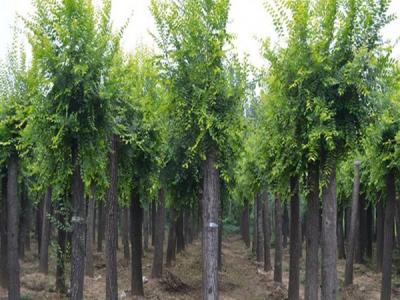 榆樹小苗去哪兒買比較好？