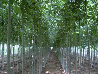 毛白楊的常見品種都包括哪些?